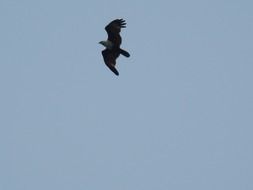 eagle in the sky