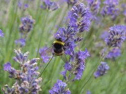 delightfully gentle Lavender