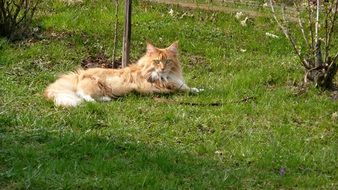 Fluffy red cat breed Main Coon