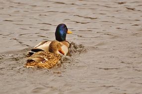 duck swimming on water