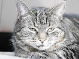 portrait of grey cat face