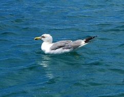 seagull on the ocean close up
