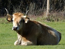 Cow with big horns