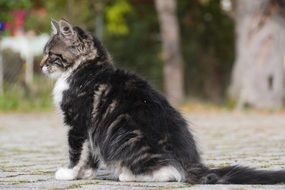 homeless young cat on the street