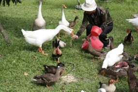 Feeding on the farmhouse