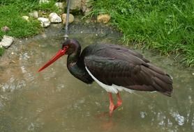 black stork standing in the water