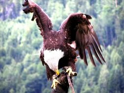 big predatory dangerous eagle