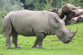 rhino stands on green grass