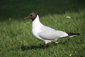 white ibis on green grass