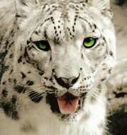 snow leopard with green eyes