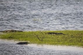 landscape of alligators on green grass near the river