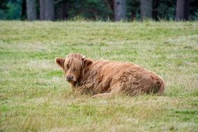 Highland-Rinder is lying on the grass in the pasture