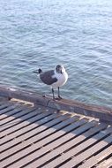 seagull standing on the wooden pier