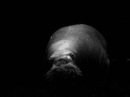 Black and white photo of the sea lion