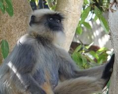 Gray Langur is on a tree