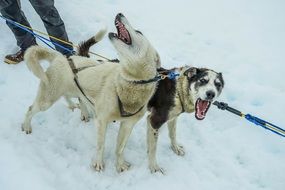 exhausted sled dogs