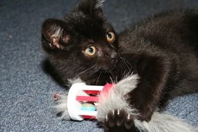 black cat playing with a toy