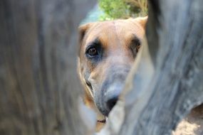 Dog Knot Hole