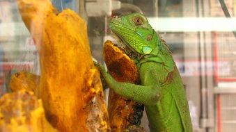 Photo of Green Lizard in terrarium