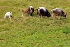 grazing cows on a alpine meadow