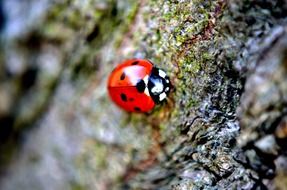 Ladybug on tree bark