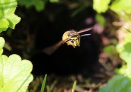 wasp in flight close-up