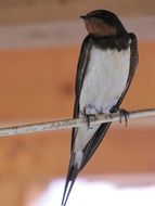 sitting swallow