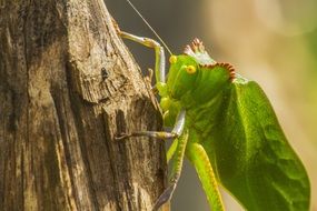 green exotic insect closeup