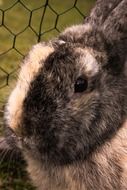 black and white rabbit in a cage