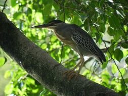 grey heron on tree