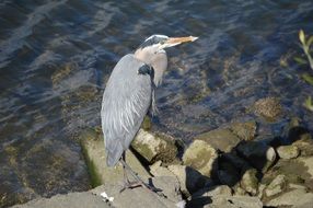 Beautiful and colorful heron stands on the stones near the water