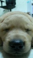 golden puppy with eyes closed