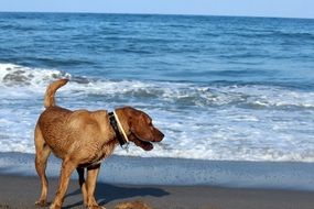 golden retriever playing near the water on the beach