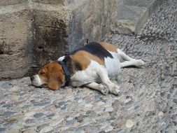 picture of the sleepy dog on a street