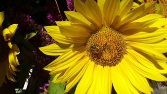 insect on sunny flower