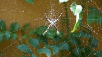 huge spider on its web