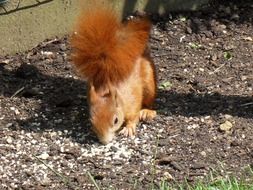 squirrel in the garden in summer