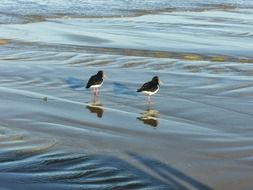 Pair of water birds on a coast