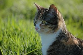 Cat in a garden