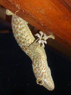 Gecko or Gekkonidae