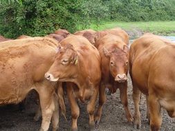 dairy livestock in countryside