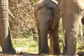 elephant with a little elephant in safari