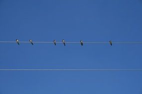 birds on a wire against a blue sky