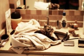 Feline in a bathroom