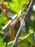 Dragonfly on the tree branch