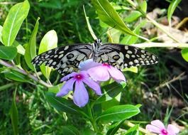 Lime Butterfly