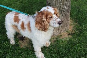 brown-white cocker spaniel on a leash