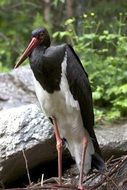 black and white stork in the wild