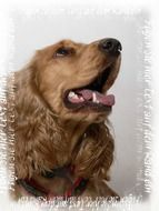 brown dog looking up, portrait