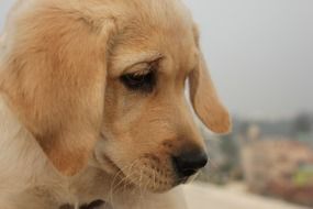 cute puppy Dog Looking down, golden Labrador